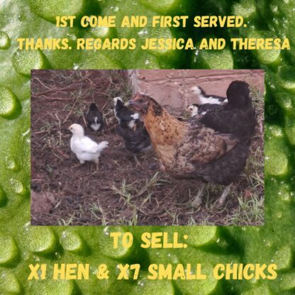 Hen and chicks