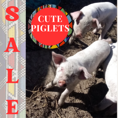 Piglets