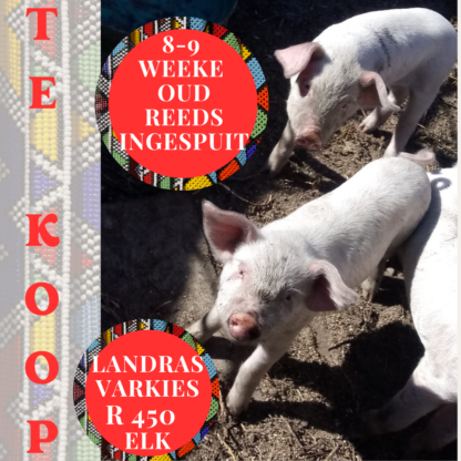 Piglets for sale - Image 3