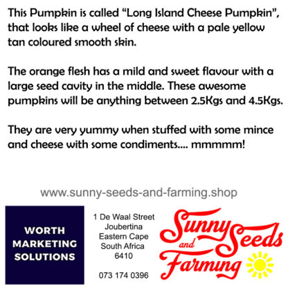 Long Island Cheese Pumpkin Heirloom seeds packets
