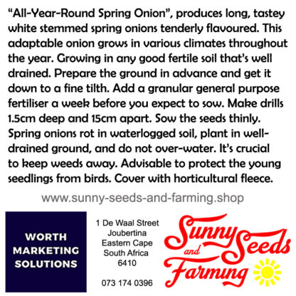 All Year Round Spring Onions Heirloom seed packets