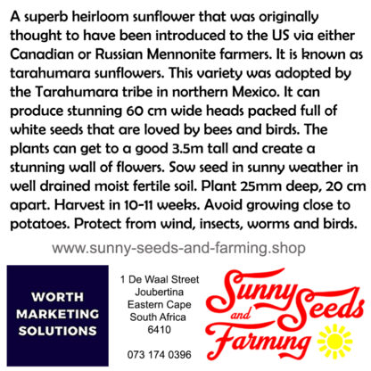 Tarahumara Sunflower Heirloom seed packets