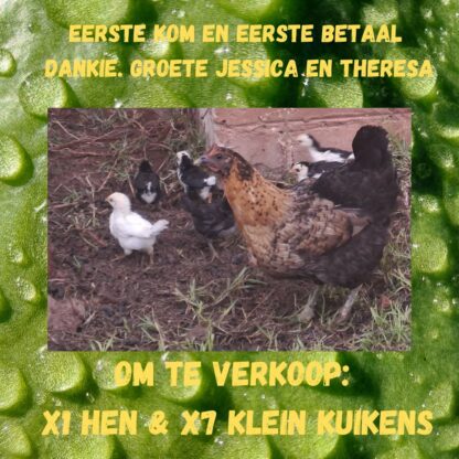 hoenders en kuikens